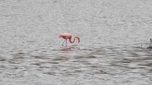 The Galapagos Flamingo