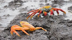 Sally lightfoot Crabs