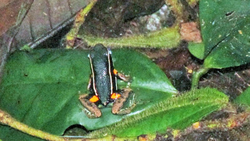Orange and Black Poison Dart Frog