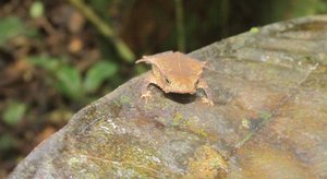 Brown Leaf Toad
