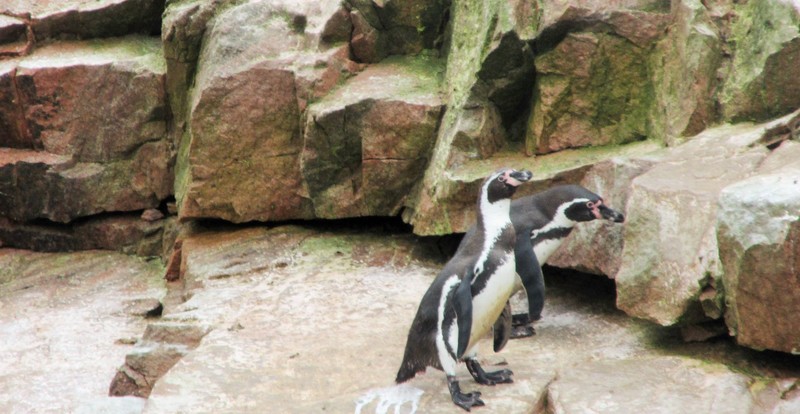 Penguins at the Ballestas
