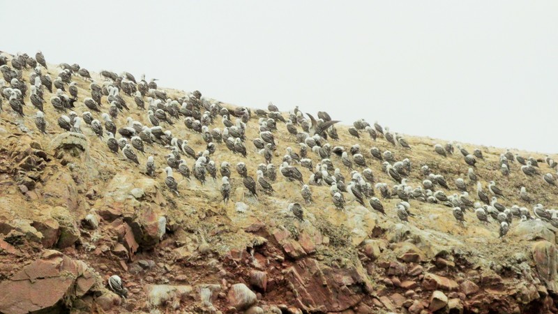 Birds at the Ballestas