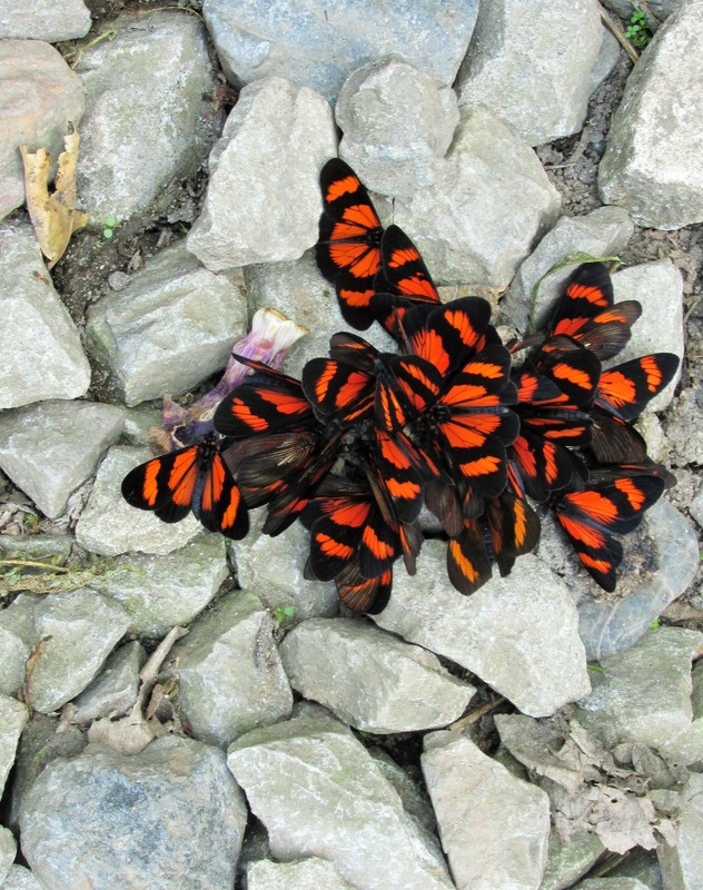 Curious butterflies