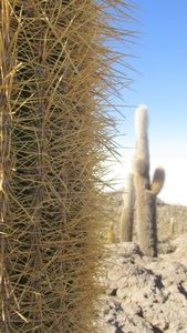 Giant Cactus 