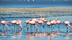 The first view of many flamingoes
