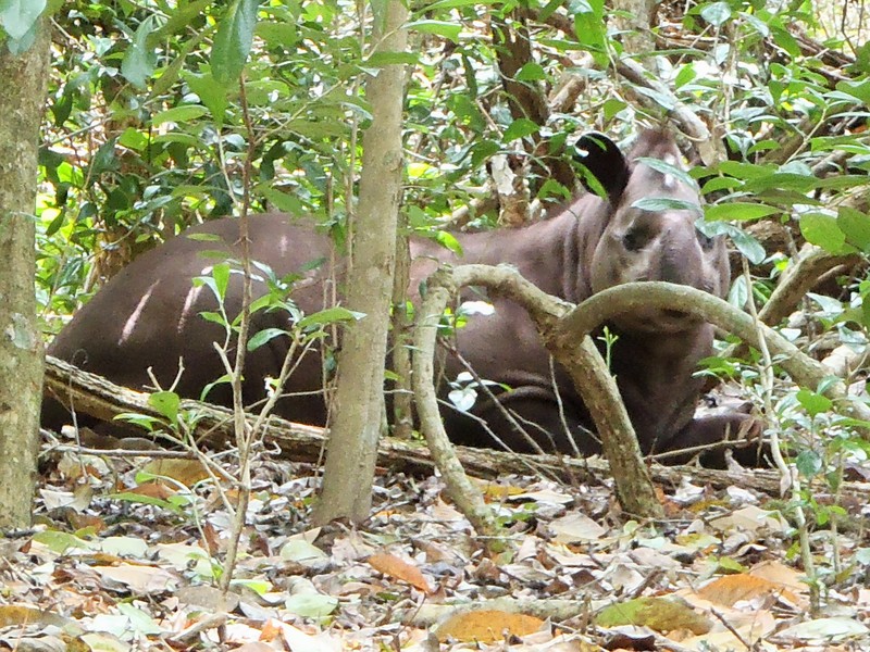 A Tapir - we finally saw one in the wild!