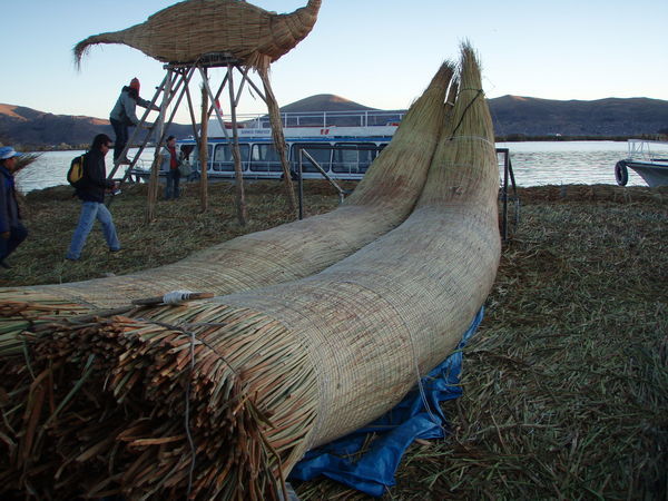 Building a reed boat