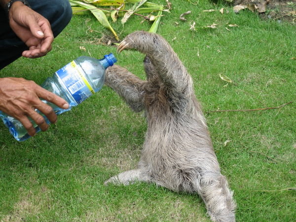 Thirsty sloth