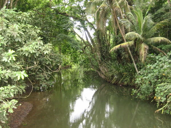 Typical tropical river