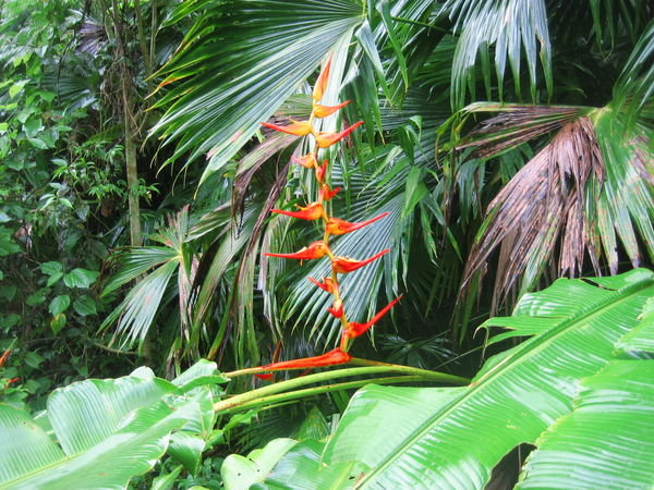 Another nice plant amongst the lush green forest