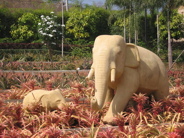 Elephants in the Bromiliads