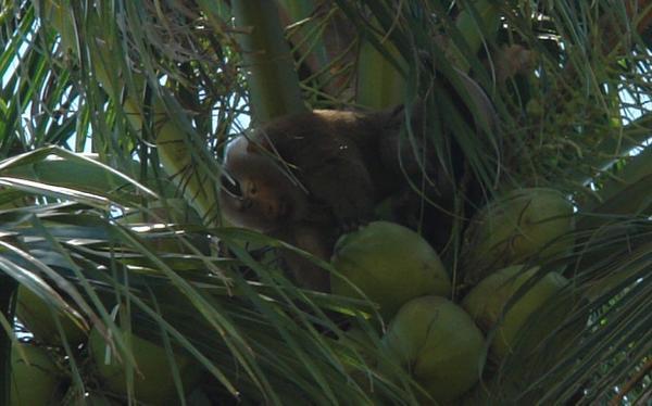 Coconut Monkey