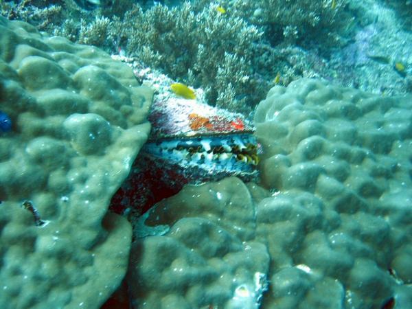 Mollusk wth teeth