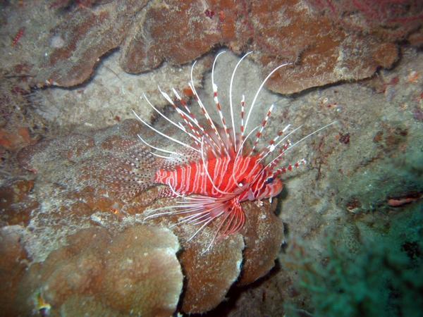 Lion Fish