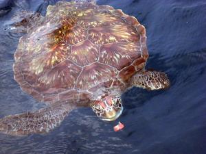 Hawksbill Turtle