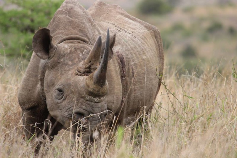 Black Rhino - South Africa