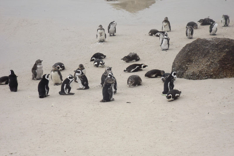 African penguins 