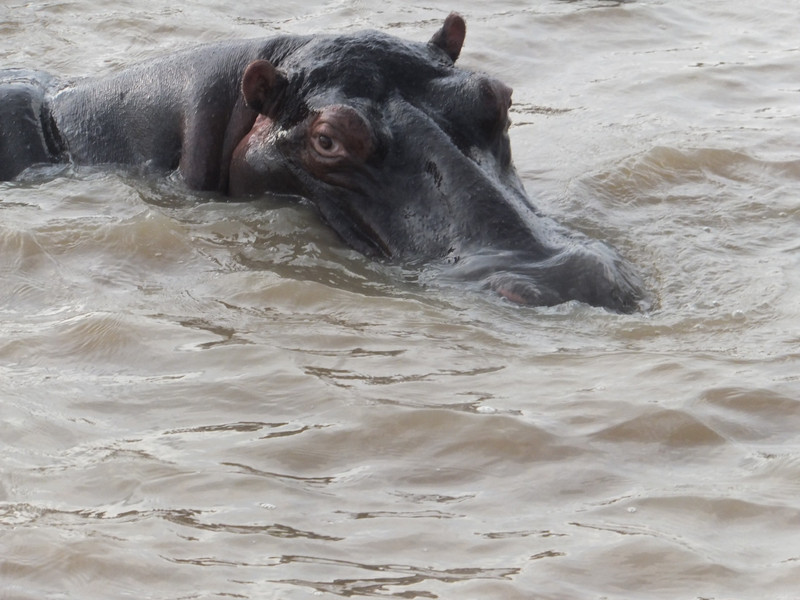 Hippo in the estuary