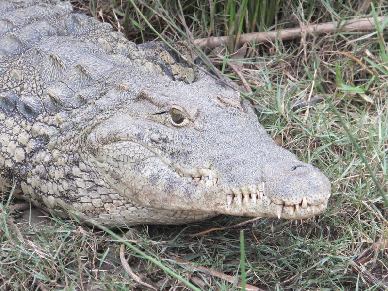 Never smile at a crocodile....