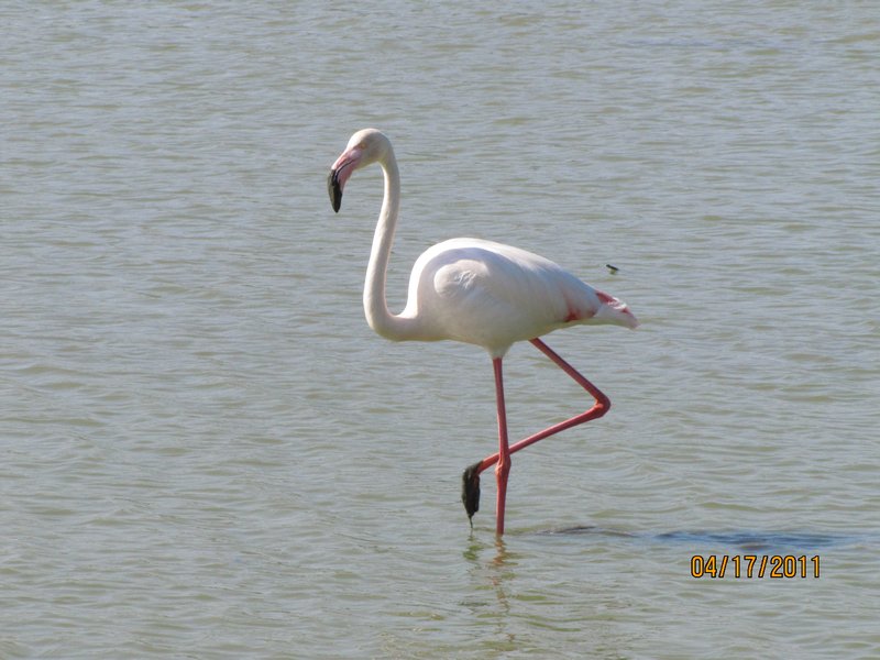 Pink Flamingo in the Camargue area