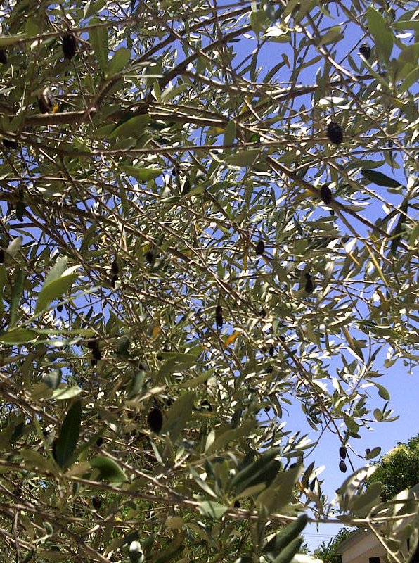 Old olives