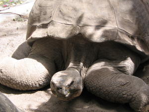 The biggest tortoise ever!