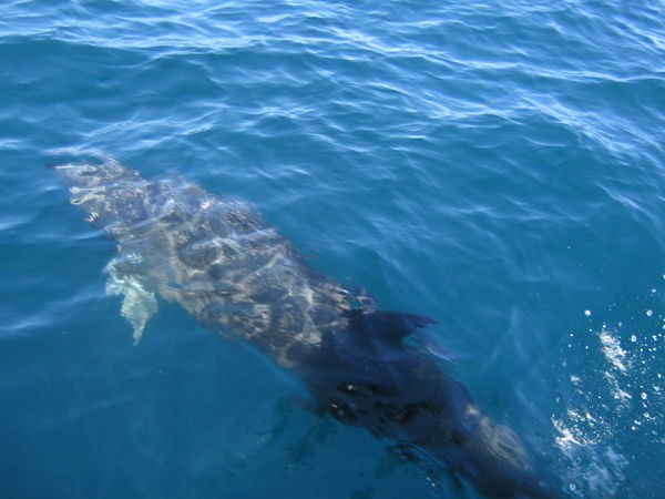 Dolphins by our catamaran!