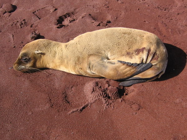 Seal pup on the red sands of Isla Rabida