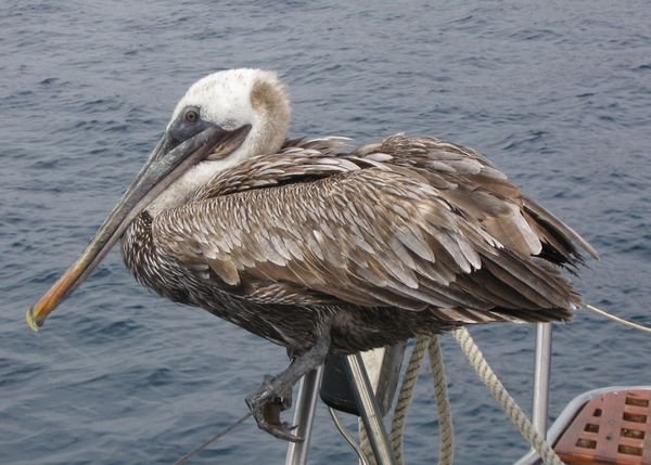 Friendly pelican on our catamaran
