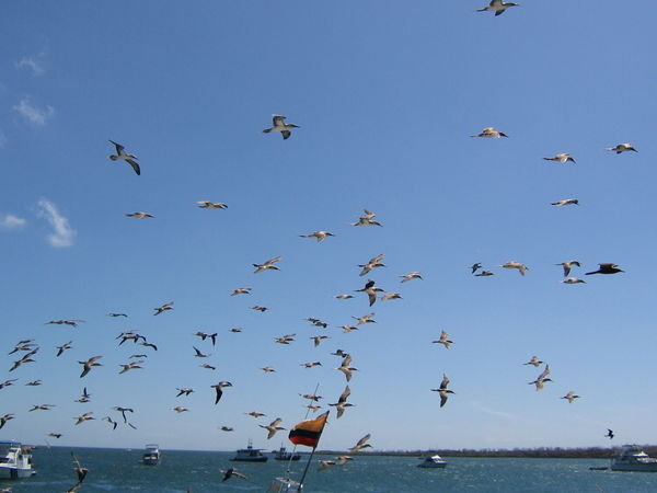 Flight of the frigate birds