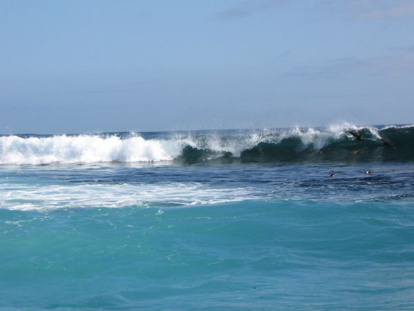 Sea lions surfing off Isla Española