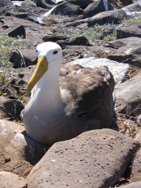 Waved albatross