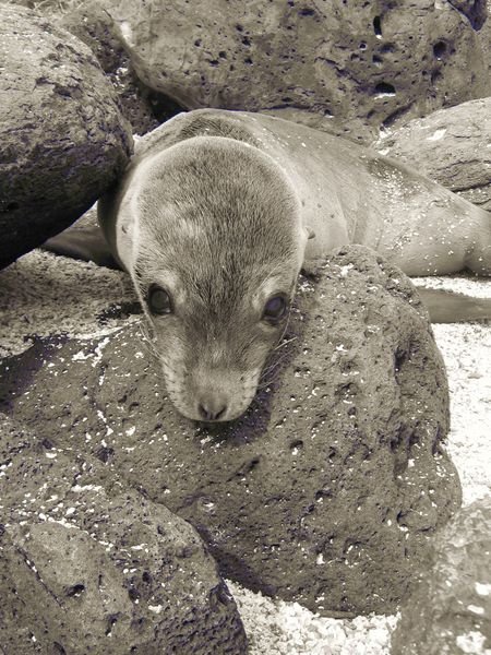 A very cute sealion pup