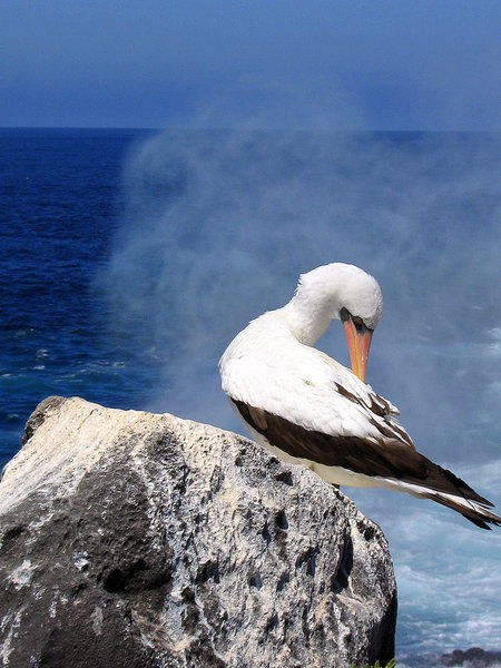 Masked booby and geyser on Isla Española