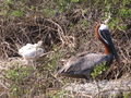 Pelican nest