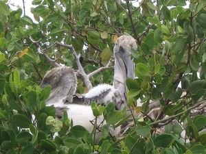 Scary bald pelicans