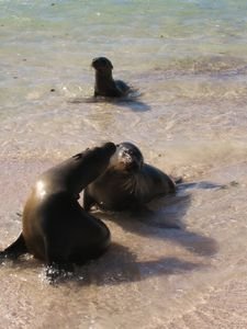 Some friendly sea-lions