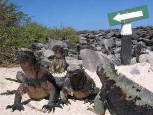 This way to Iguanaville!