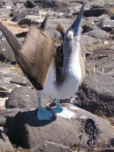 The Blue footed boobie dance