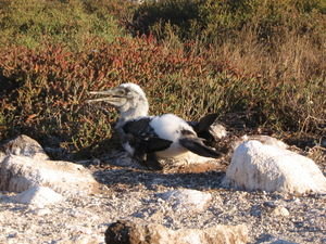 Blue footed boobie chick