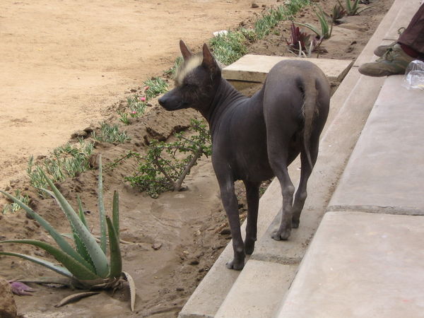 Weird Peruvian hairless dog!