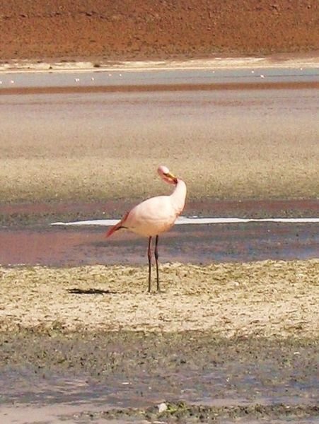 Lone flamingo