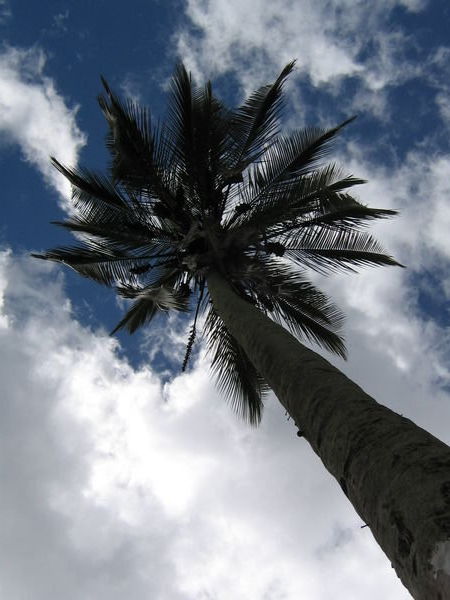 Pretty palm tree