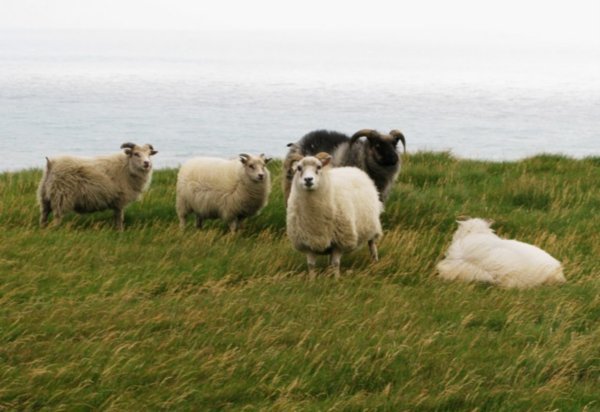 Clifftop Icelandic sheep