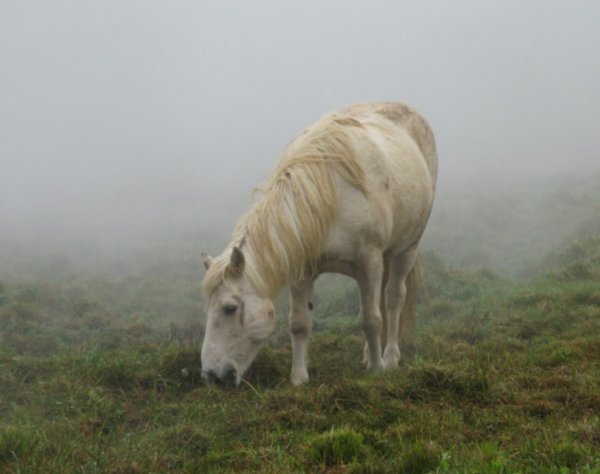 Icelandic horse in the mist