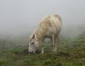 Icelandic horse in the mist