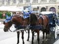 Horses in Vienna
