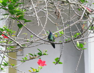 Bad hummingbird picture