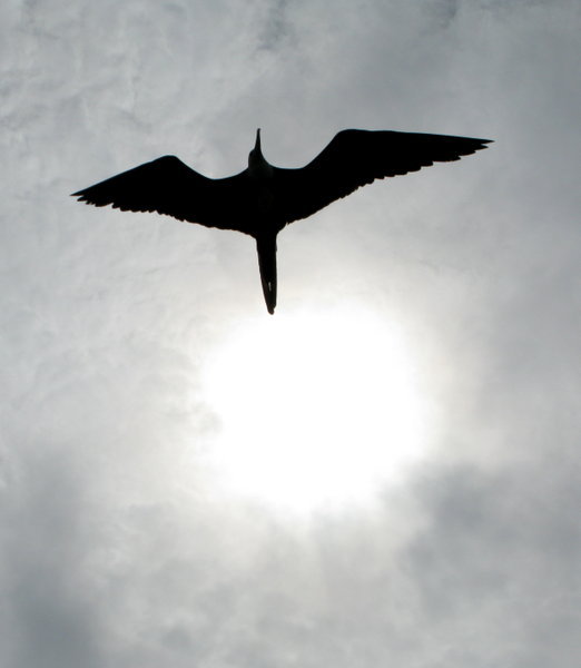 Flight of the Frigatebird