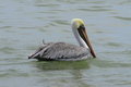 Puerto Lopez pelican